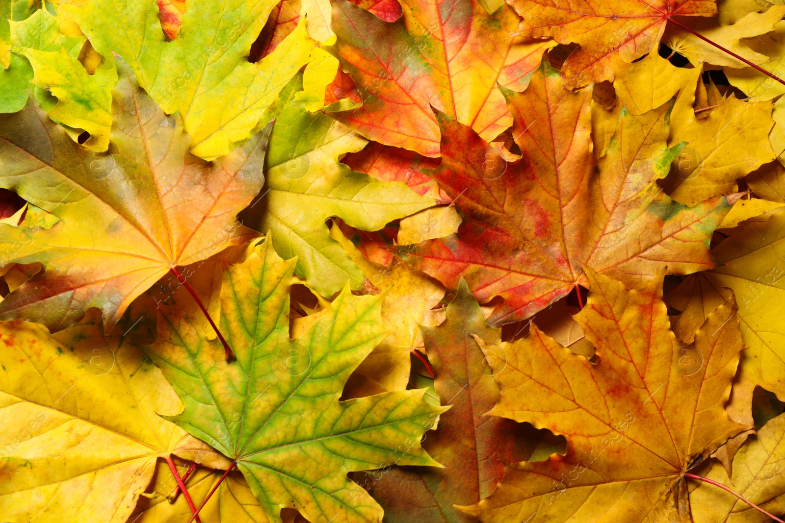 Photo of Colorful autumn leaves as background, top view