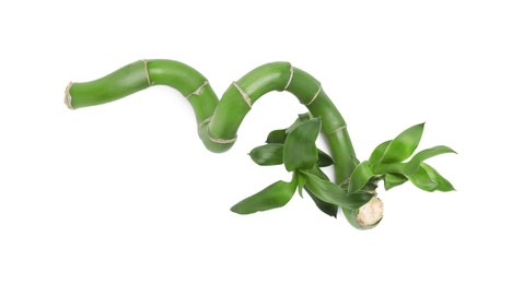 Photo of Piece of beautiful green bamboo stem on white background, top view