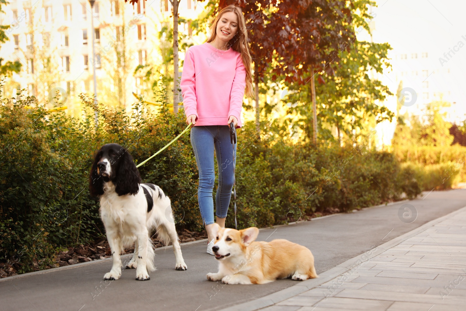 Photo of Woman walking Pembroke Welsh Corgi and English Springer Spaniel dogs in park