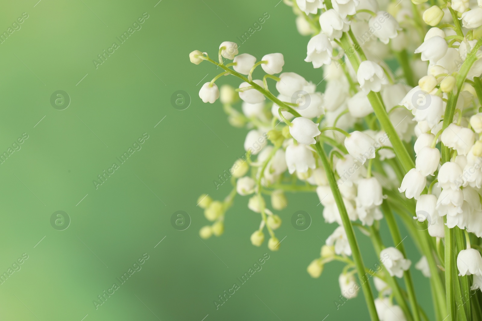 Photo of Beautiful lily of the valley flowers on green background, closeup. Space for text