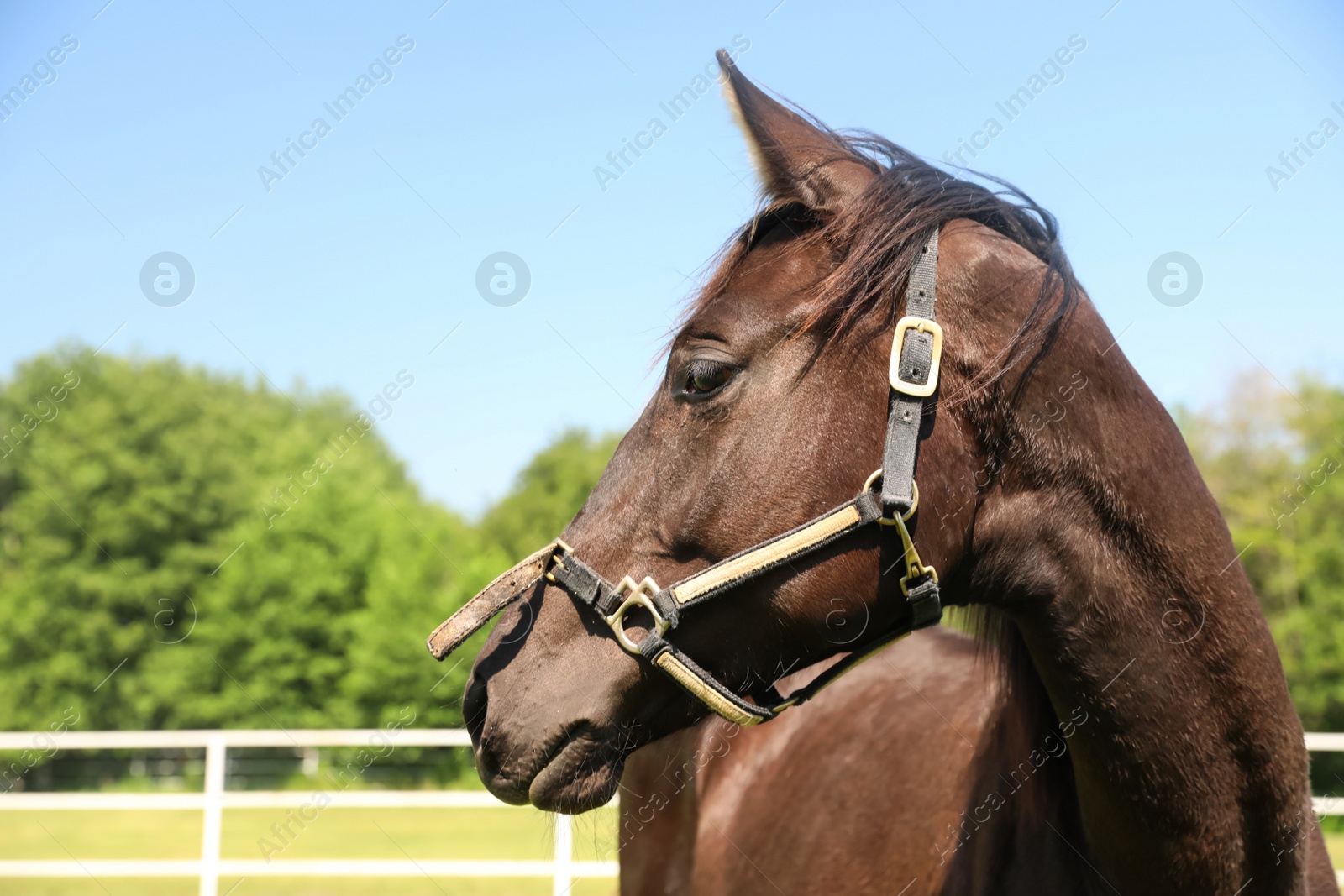 Photo of Dark bay horse in paddock on sunny day. Beautiful pet