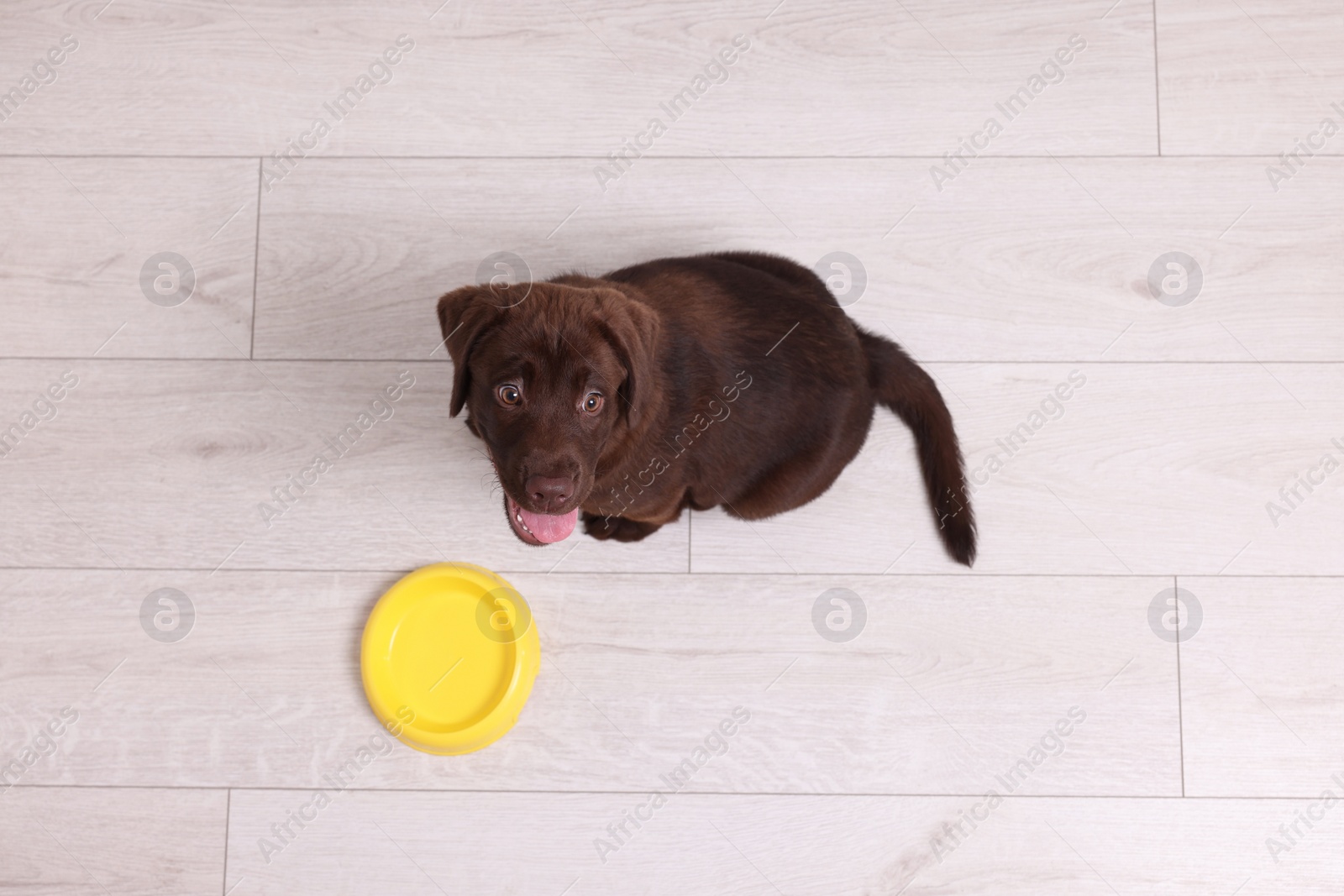 Photo of Cute chocolate Labrador Retriever puppy near feeding bowl on floor indoors, top view. Lovely pet