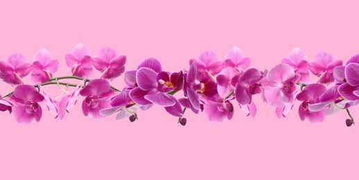 Image of Branch of beautiful orchid on pink background. Banner design