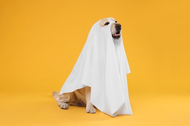 Photo of Cute Labrador Retriever dog wearing ghost costume on orange background. Halloween celebration