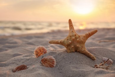 Photo of Sunlit sandy beach with sea star and shells at sunset, space for text