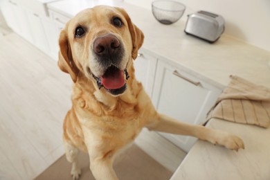 Photo of Cute and playful Labrador Retriever in stylish kitchen, closeup