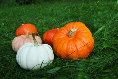 Many ripe pumpkins among green grass outdoors