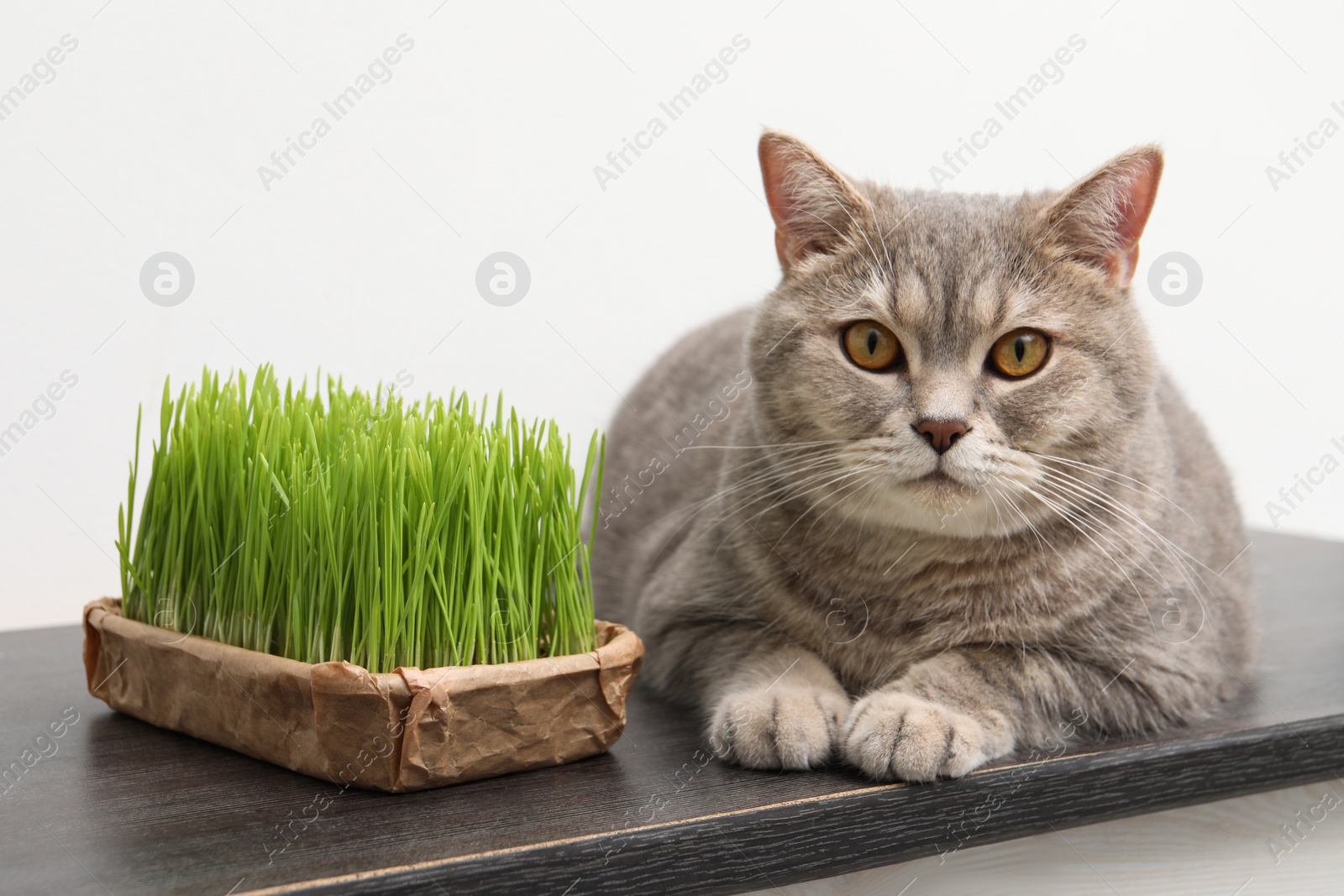 Photo of Cute cat and fresh green grass on wooden desk near white wall indoors