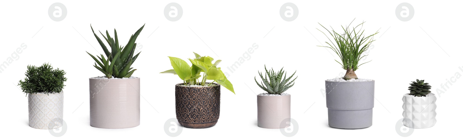 Image of Set with different beautiful houseplants on white background. Banner design