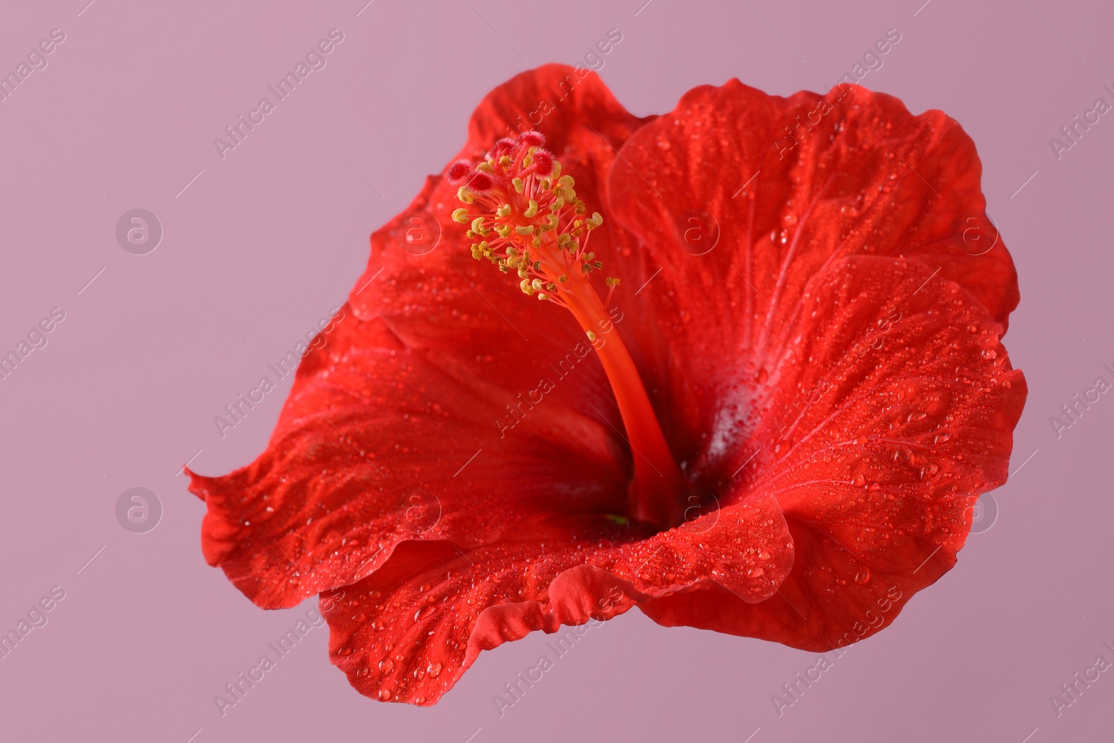 Photo of Beautiful red hibiscus flower with water drops on pale pink background