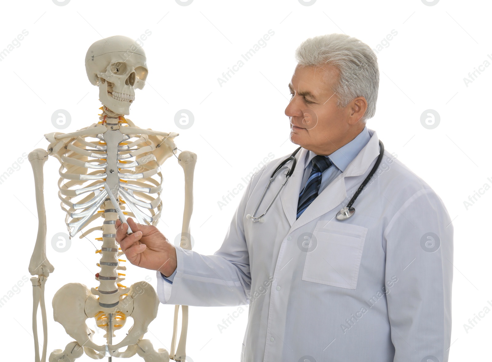 Photo of Senior orthopedist with human skeleton model on white background