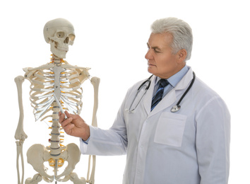 Photo of Senior orthopedist with human skeleton model on white background