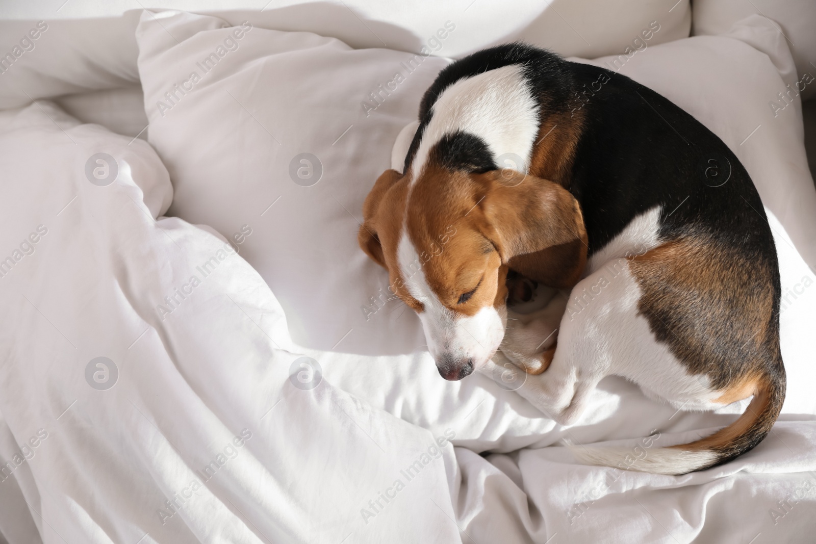 Photo of Cute Beagle puppy sleeping on bed, top view. Adorable pet