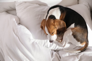 Cute Beagle puppy sleeping on bed, top view. Adorable pet