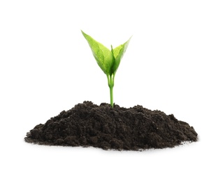 Photo of Young seedling in fertile soil on white background