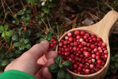 Photo of Woman picking up tasty lingonberries near wooden cup outdoors, closeup