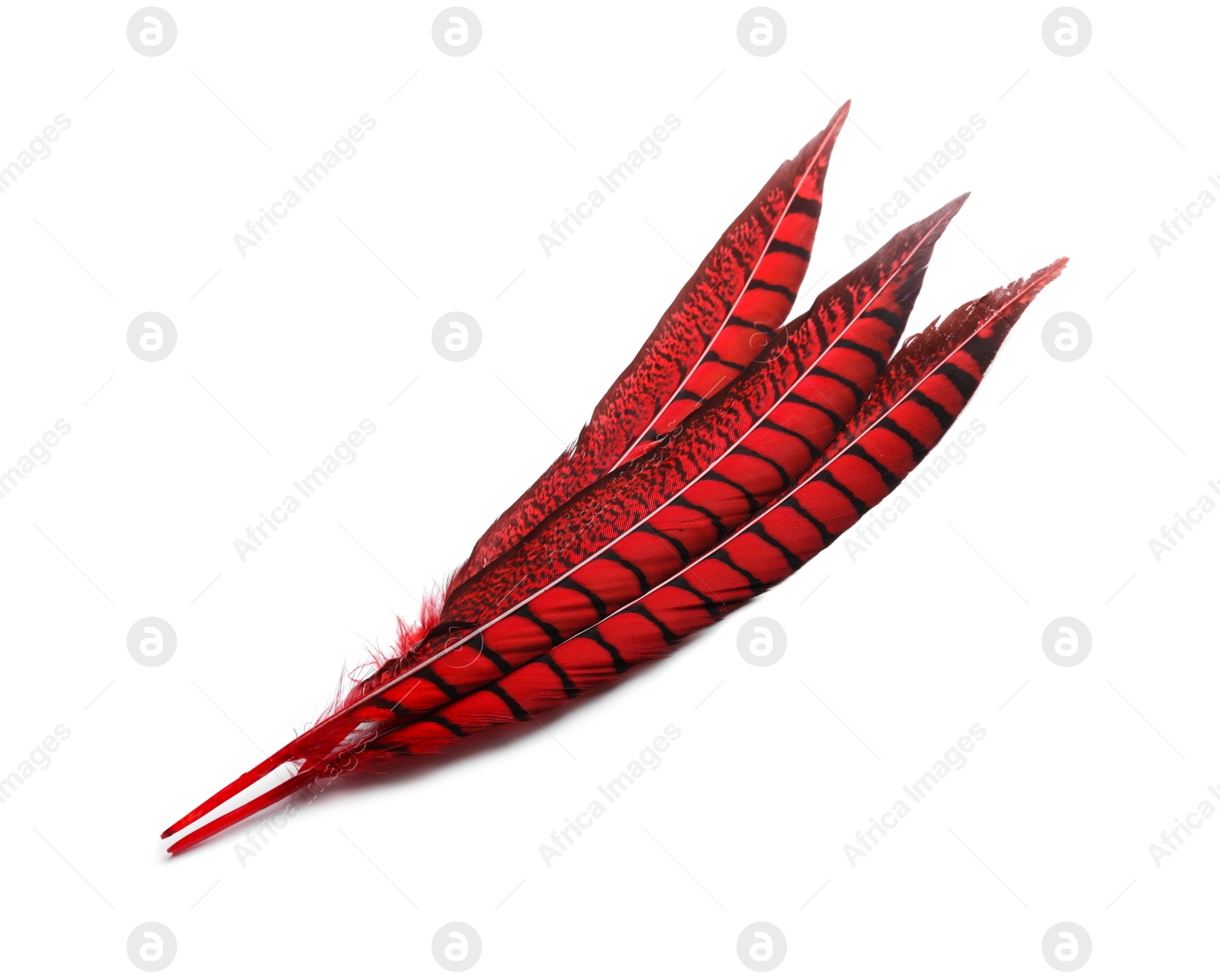 Photo of Beautiful red bird feathers on white background