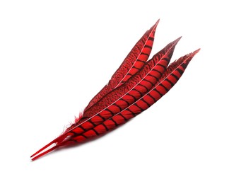 Photo of Beautiful red bird feathers on white background