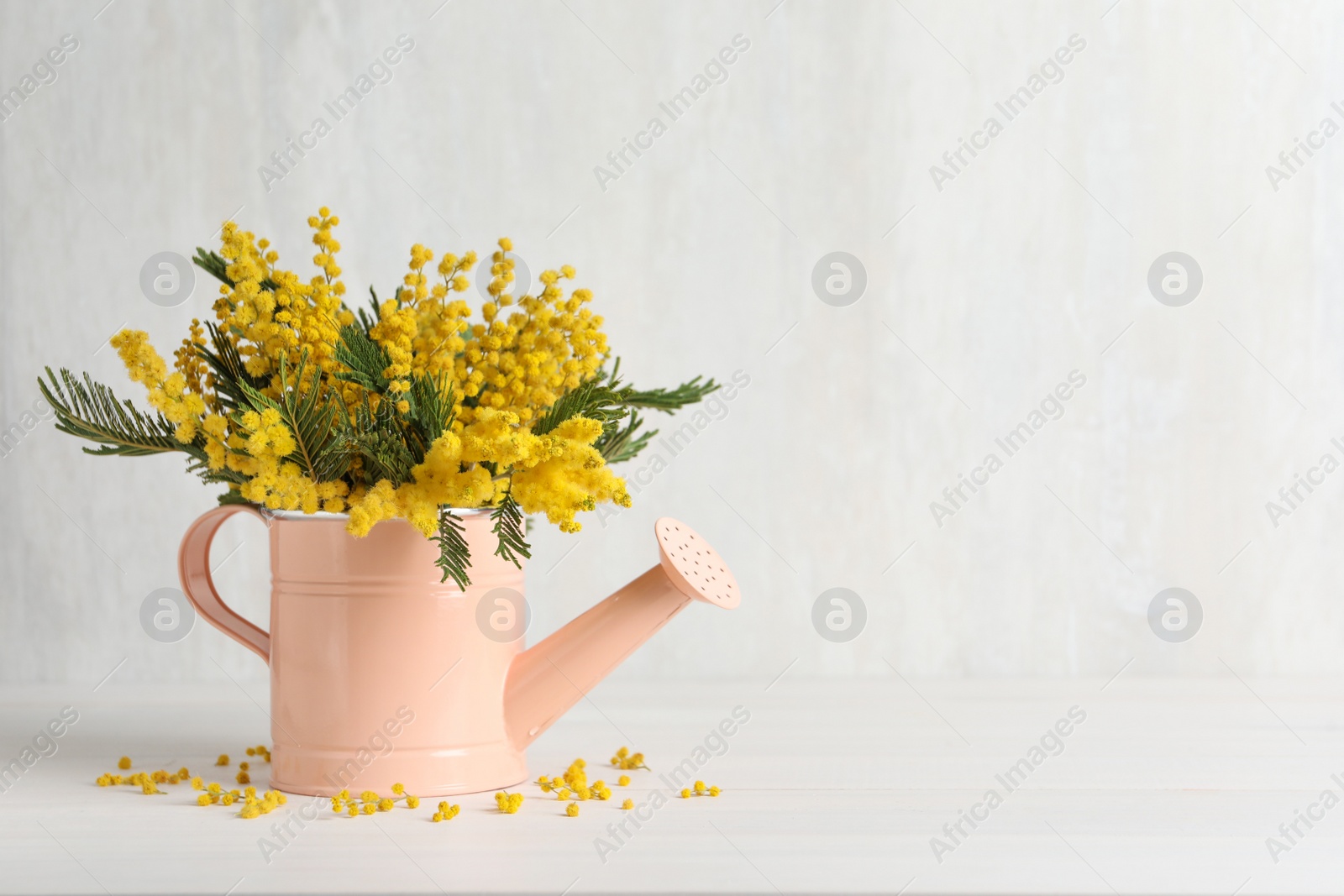 Photo of Beautiful mimosa flowers in watering can on white wooden table, space for text