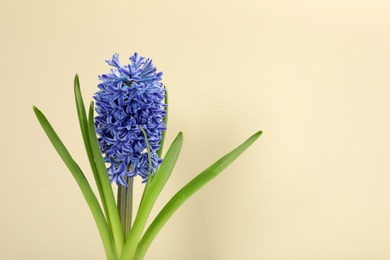 Photo of Beautiful spring hyacinth flower on color background. Space for text