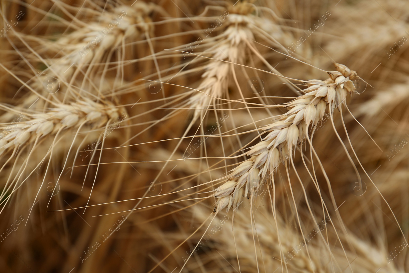 Photo of Ripe wheat spikes in agricultural field, closeup