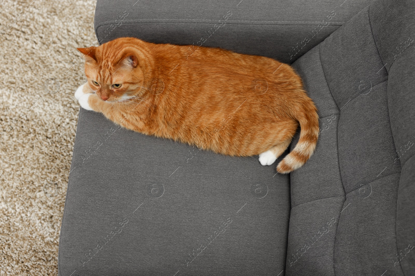 Photo of Cute ginger cat lying on armchair at home, above view. Space for text