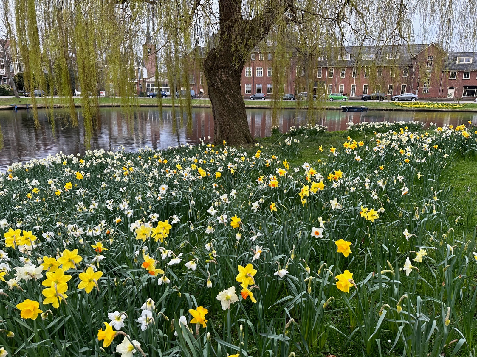 Photo of Beautiful view of daffodil flowers and willow tree growing near river outdoors