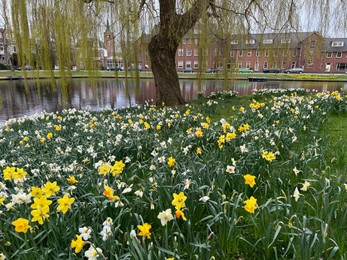 Beautiful view of daffodil flowers and willow tree growing near river outdoors