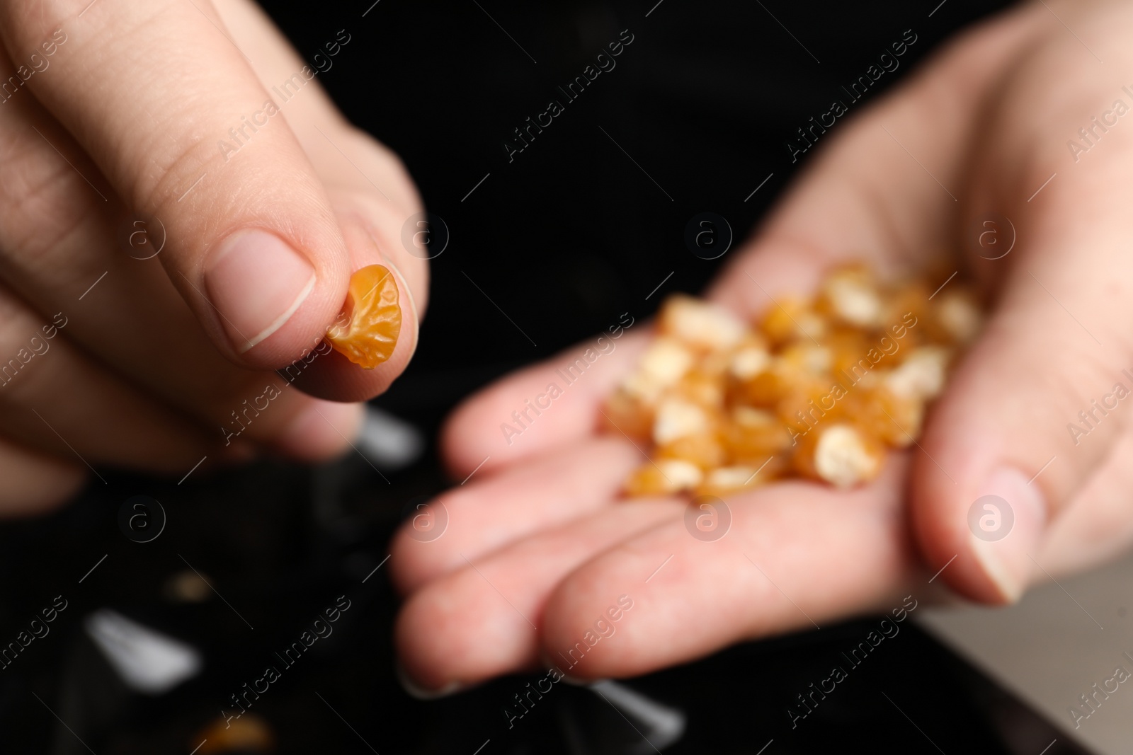 Photo of Woman holding corn seed, closeup with space for text. Vegetable planting