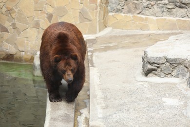 Brown bear at enclosure in zoo, space for text. Wild animal