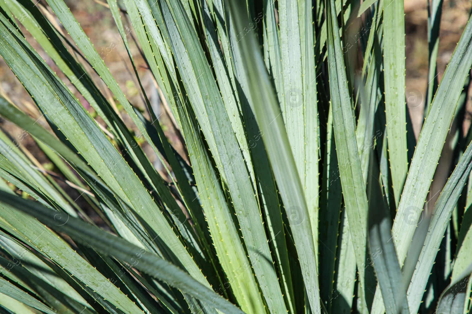 Photo of Closeup view of beautiful Agave plant growing outdoors