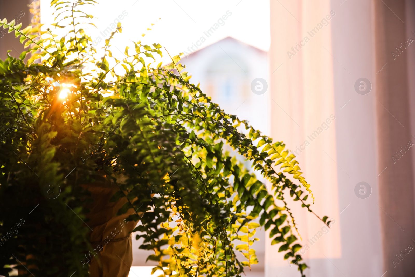 Photo of Beautiful fern plant at home, closeup view