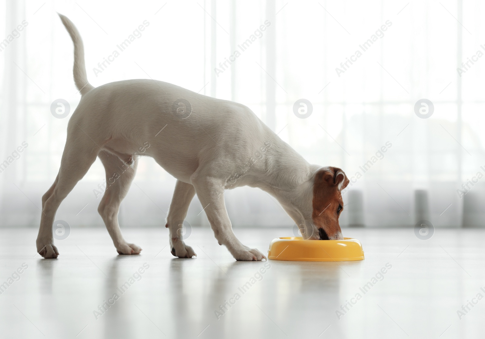 Photo of Cute Jack Russel Terrier eating indoors. Lovely dog