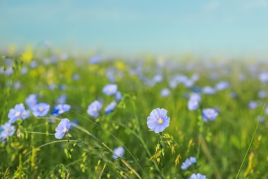 Photo of Beautiful blooming flax plant in meadow, space for text