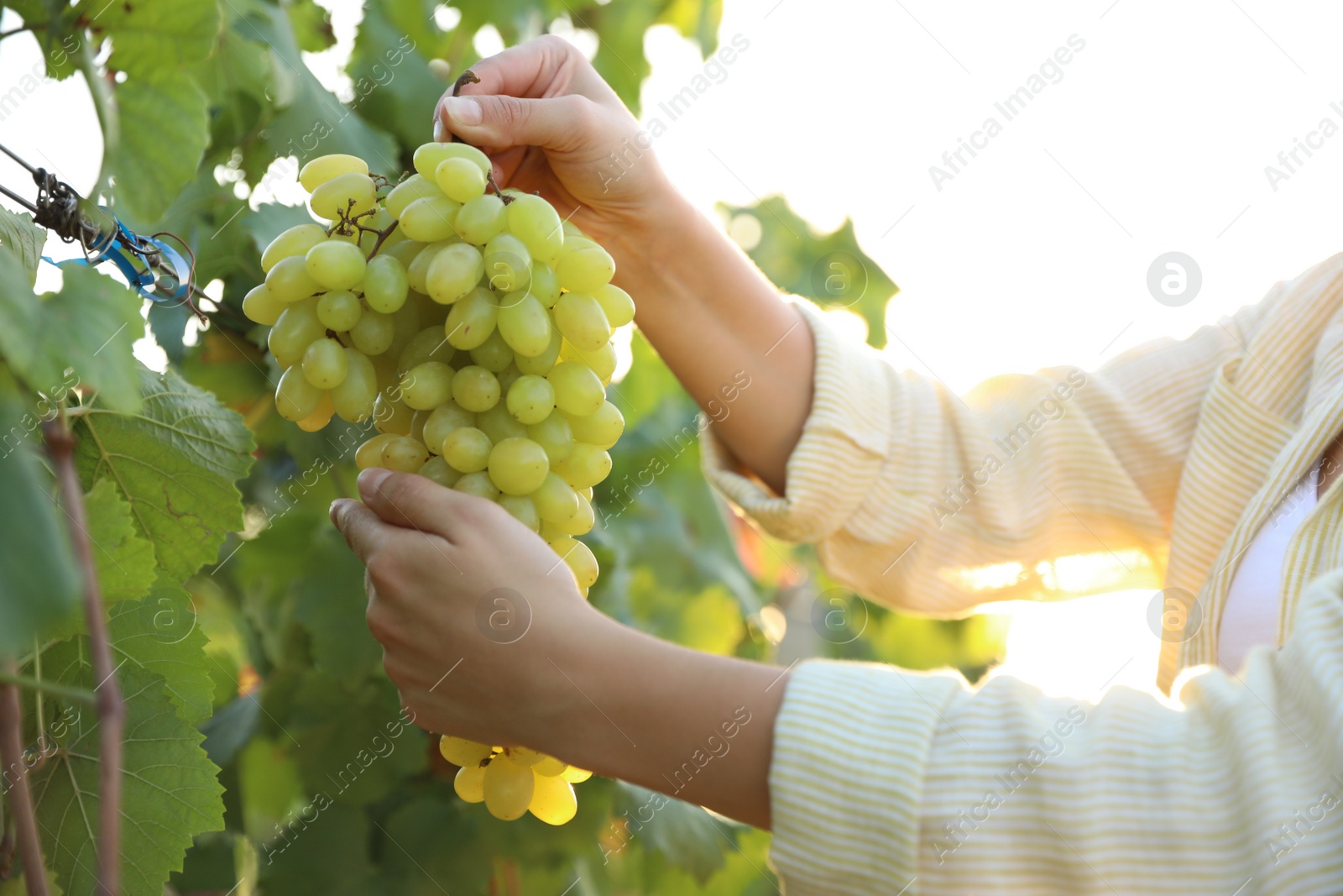 Photo of Woman holding cluster of ripe grapes in vineyard, closeup