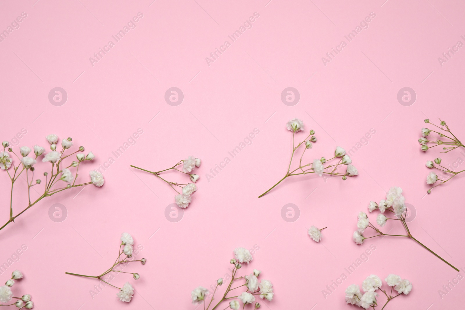 Photo of Beautiful floral composition with gypsophila on pink background, flat lay. Space for text