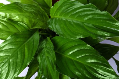 Photo of Beautiful Spathiphyllum plant with green leaves on white background, closeup