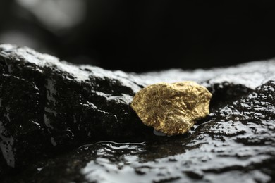 Photo of Shiny gold nugget on wet stone, closeup. Space for text