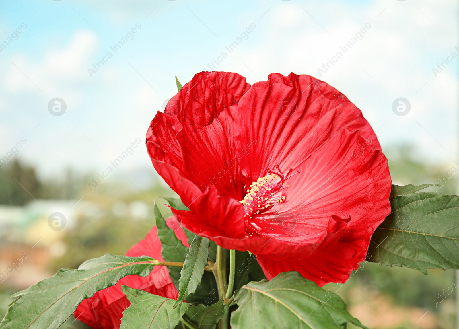 Photo of Beautiful red hibiscus flower near window indoors