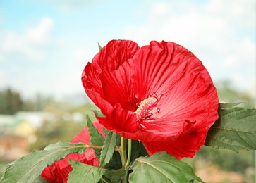 Photo of Beautiful red hibiscus flower near window indoors