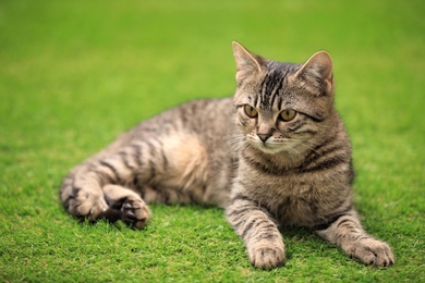 Cute tabby cat lying on green grass outdoors