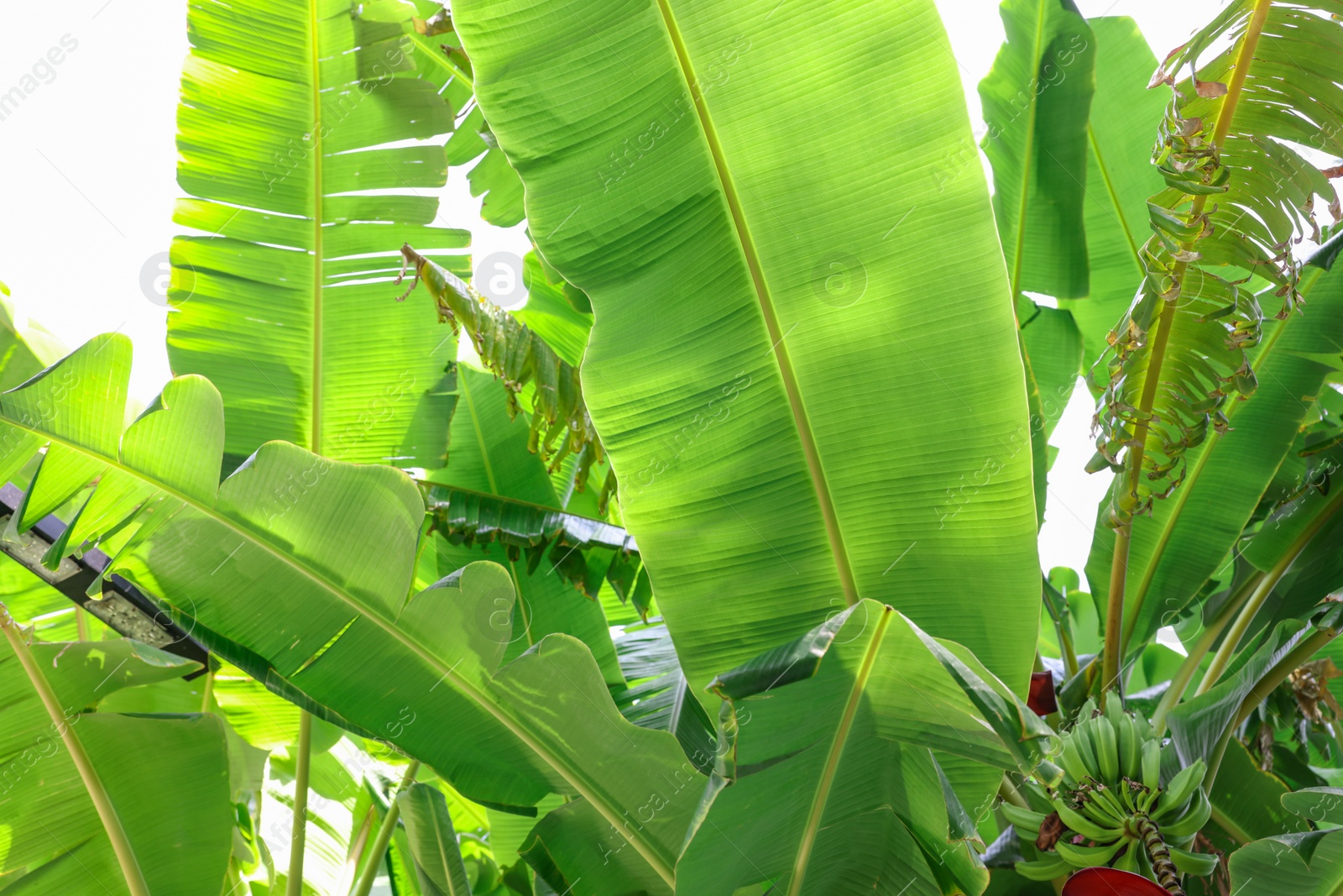 Photo of Tropical plant with green leaves and ripening bananas outdoors