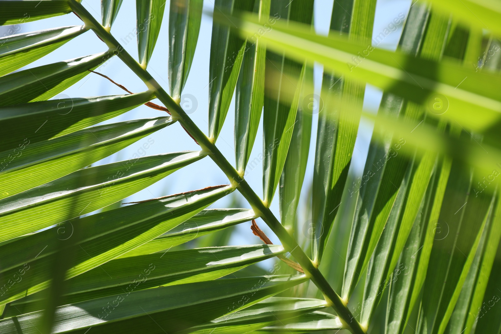 Photo of Beautiful green tropical leaf against blue sky, closeup