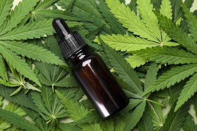 Photo of Bottle of CBD oil or THC tincture on fresh hemp leaves, top view