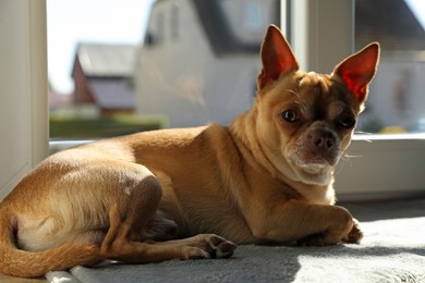 Cute small chihuahua dog on window sill indoors