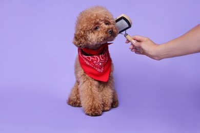 Woman brushing cute Maltipoo dog with bandana on light purple background, closeup