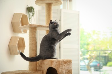 Photo of Cute pet on cat tree at home