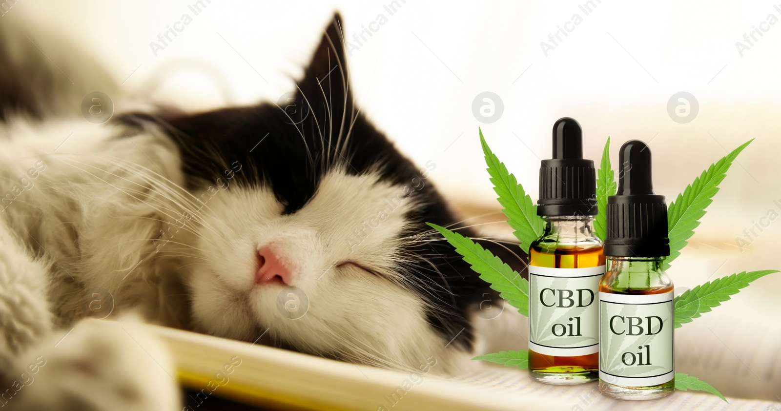 Image of Bottles of CBD oil and cute cat sleeping on open book, closeup