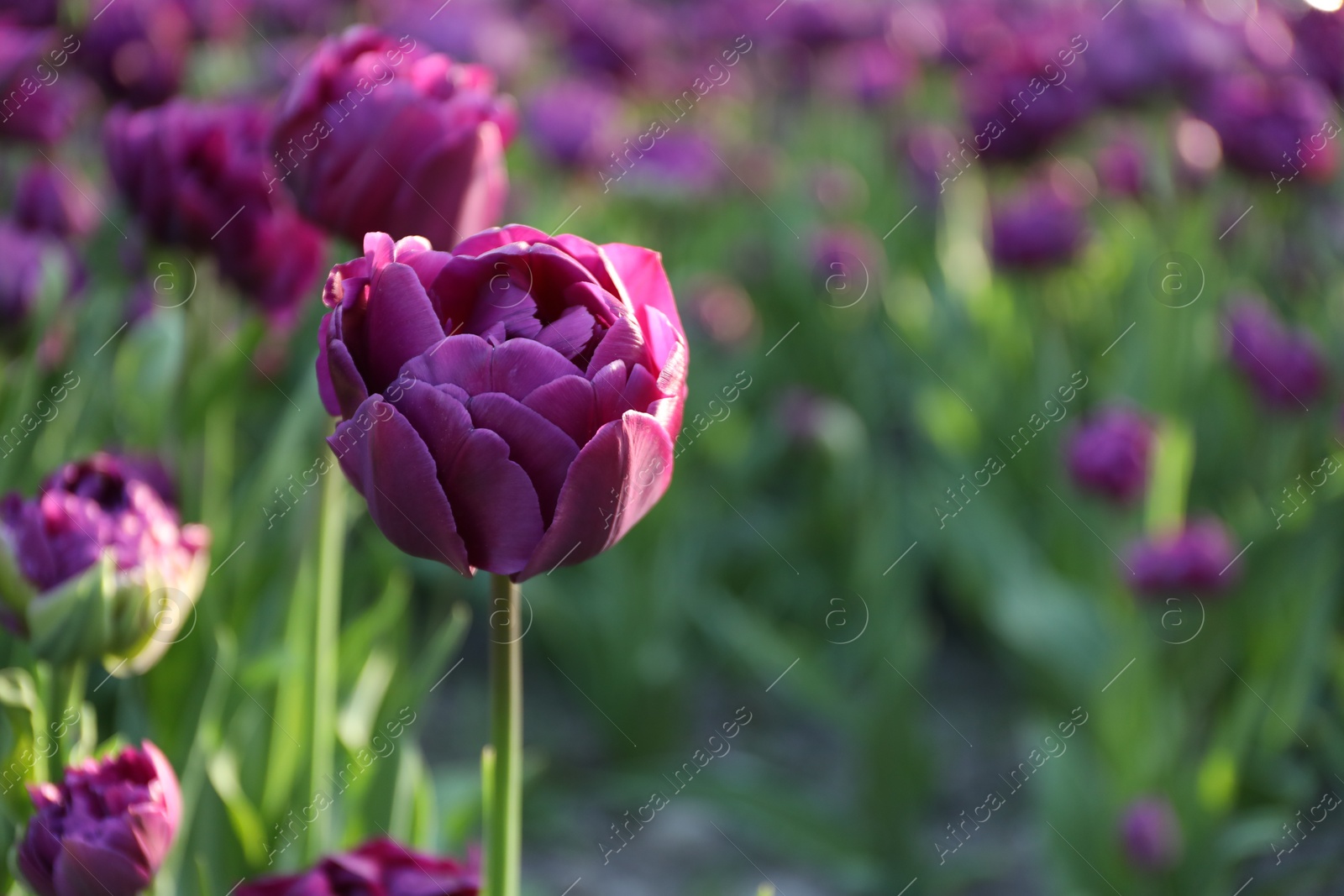Photo of Beautiful purple tulips growing outdoors on sunny day, closeup with space for text. Spring season