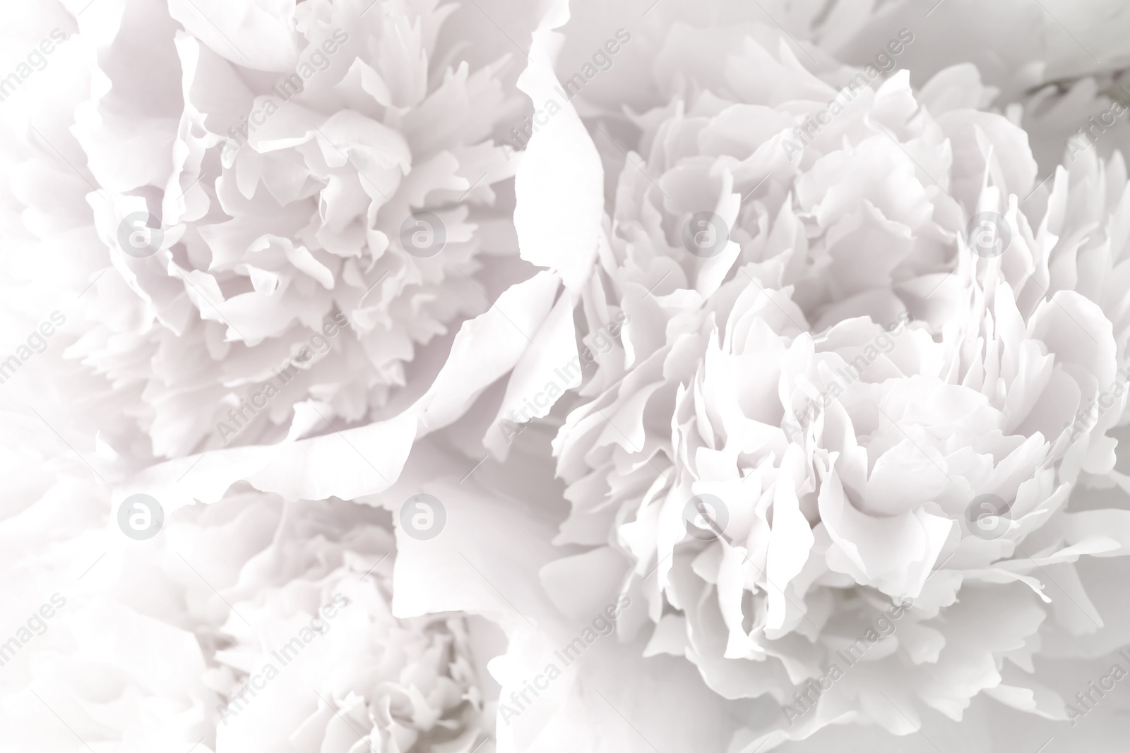 Image of Beautiful blooming white peonies as background, closeup